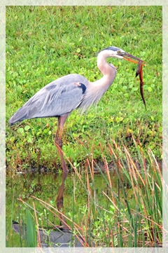 great blue heron with snake