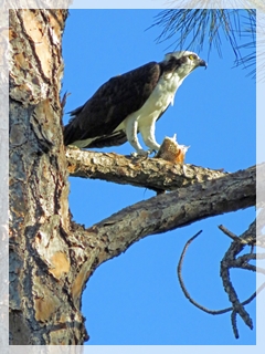 osprey