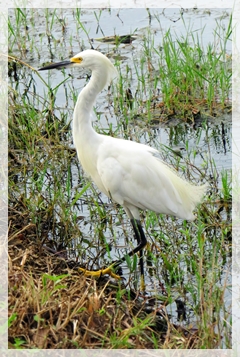 snowy egret