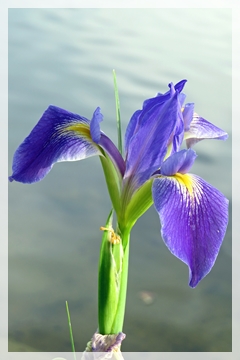 blue flag iris