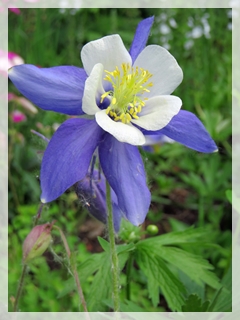 columbine