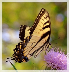 tiger swallowtail