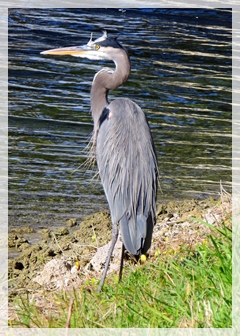 great blue heron