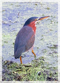 green heron