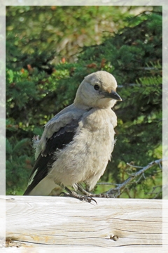 clark's nutcracker