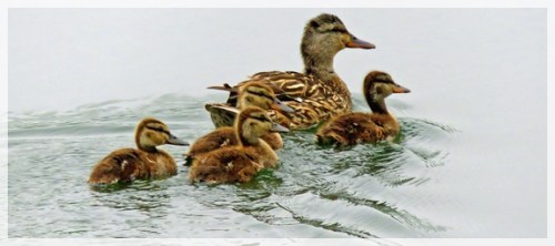 mallard family