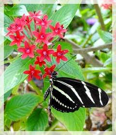 zebra longwing butterfly