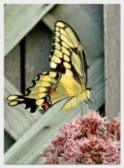giant swallowtail
