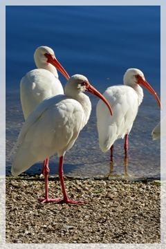 white ibis