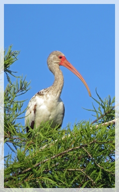 white ibis - juvenile