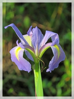 blue flag iris