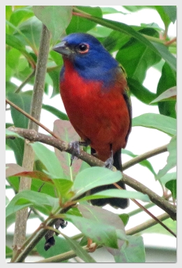 painted bunting - corkscrew swamp sanctuary