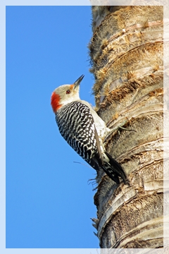 red-bellied woodpecker