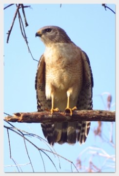 red-shouldered hawk