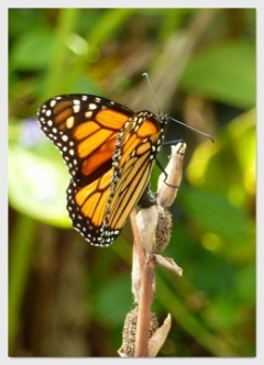 monarch butterfly