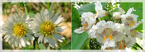 frost aster - northern cataulpa