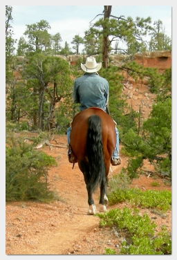 cowboy - Losee Canyon - Bryce