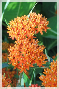 butterfly weed