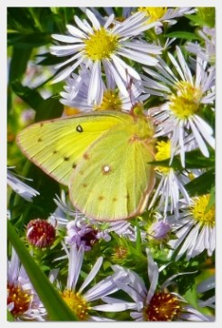 clouded sulphur butterfly on aster