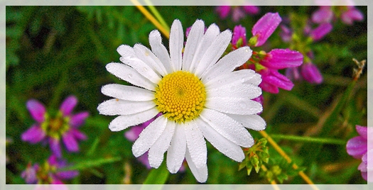 oxeye daisy