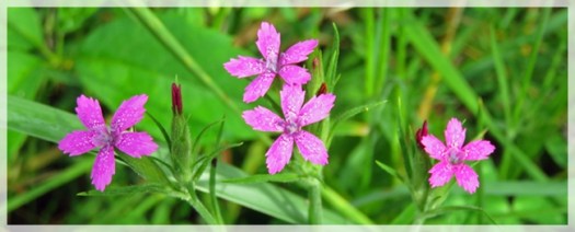 deptford pink flowers