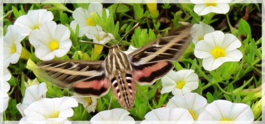 white-lined sphinx moth
