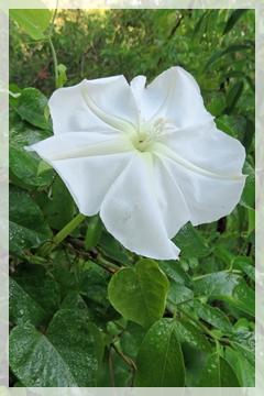 moon flower