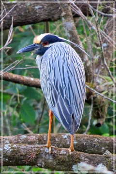 yellow-crowned night heron
