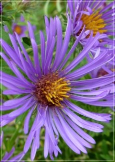 New England aster