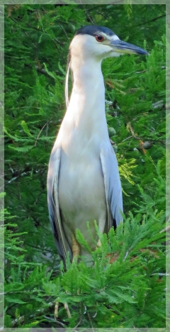 black-crowned night heron