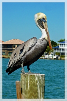 brown pelican