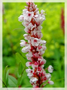 persicaria maculosa - redshank