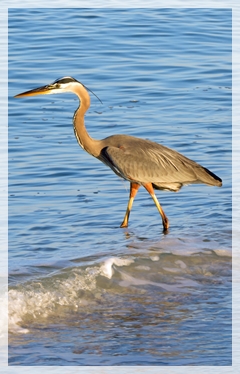 great blue heron