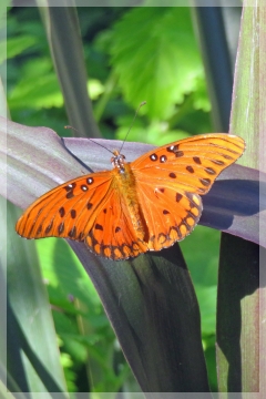 gulf fritillary
