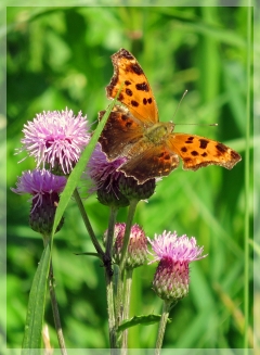 hoary comma anglewing butterfly