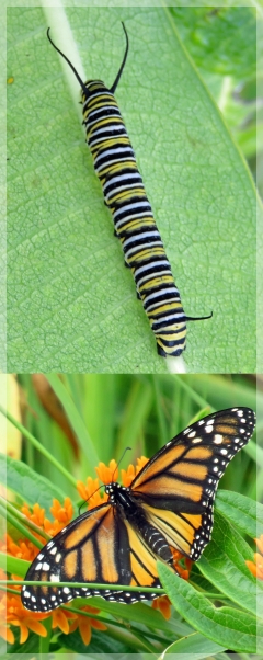 monarch - caterpillar - butterfly