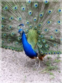 peacock