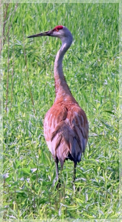 sandhill crane