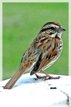 sparrow