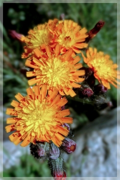 agoseris (orange) - mountain dandelion