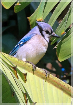 blue jay