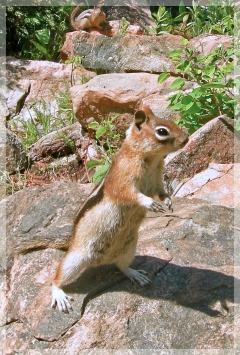 ground squirrel - chipmunk