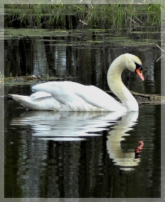 mute swan