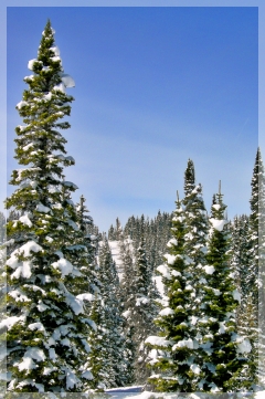 steamboat springs ski area