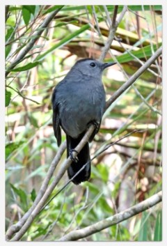grey catbird