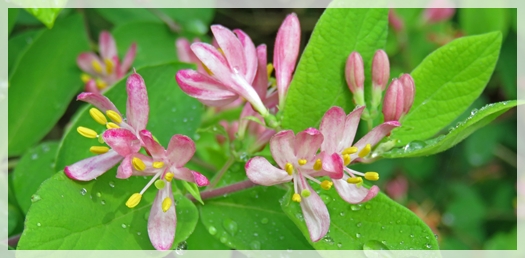 honeysuckle