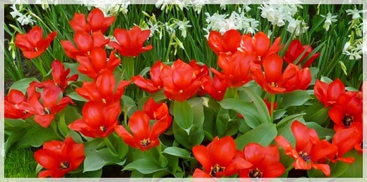 tulip kaufmanniana - fire ball