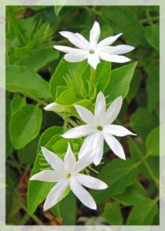 star jasmine