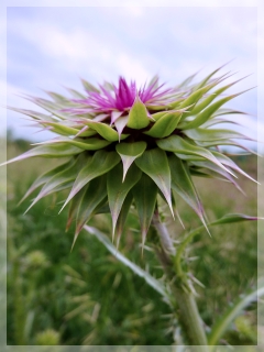 nodding - musk thistle