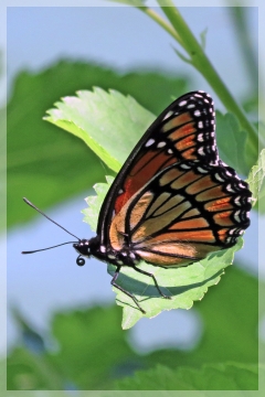 viceroy butterfly
